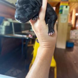 Light blue collar - Black male Great Dane puppy in Corsica, Pennsylvania from Ferguson Family Danes LLC