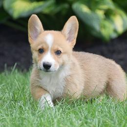 George - Red male Pembroke Welsh Corgi puppy in Lititz, Pennsylvania from GoldStar Corgis (License Number 18519)