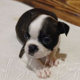 Belle - Black brindle and white female Boston Terrier puppy in Lead Hill, Arkansas from Bull Shoals Bostons