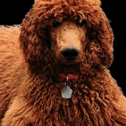 Poodle Puppies from Prissy Pants Poodles LLC