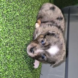 Soldier - Blue merle male Toy Australian Shepherd puppy in Humansville, Missouri from Tater Tot aussies