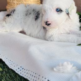 Old English Sheepdog and Sheepadoodle Puppies from Desert Sheepies