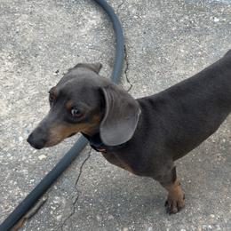 Petey - Dachshund