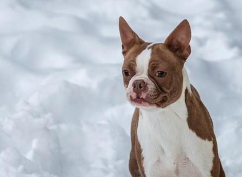 Tysadie's Boxers and Bostons in Massachusetts Boston Terrier and