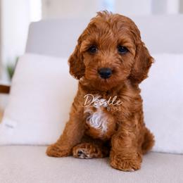 Dusty - Red  male Goldendoodle puppy in Gilbert, Arizona from Doodle Bliss