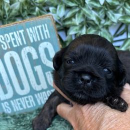 Copper - Gold male Shih Tzu puppy in Claremont, California from Lovable Shih Tzus