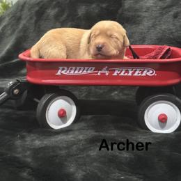 Archer - Yellow male Labrador Retriever puppy in Tigard, Oregon from Morrison Labrador Retreivers
