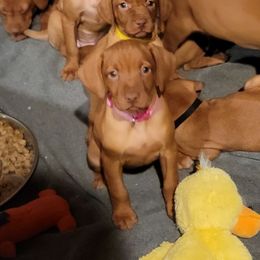 Pink girl - Golden rust female Vizsla puppy in Springfield, Ohio from Amy's Vizslas