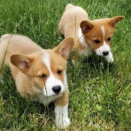 Pembroke Welsh Corgi Puppies from Pawm Springs Corgis