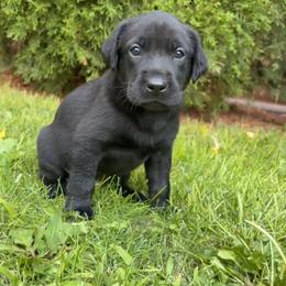 Sid - Black male Labrador Retriever puppy in Richfield, Utah from Stormy River Retrievers