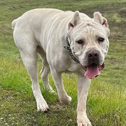 Milli - Cane Corso