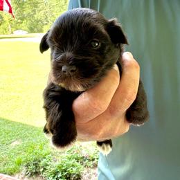 Jolene - Liver female Miniature Schnauzer puppy in Agricola, Mississippi from Fancy Farms + Pups
