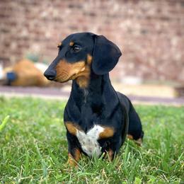 Penelope - Dachshund
