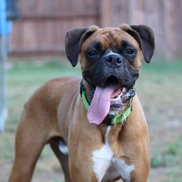 Boxer All Grown Up from Sunshine Boxers 95988