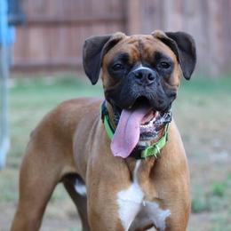 Boxer All Grown Up from Sunshine Boxers 95988