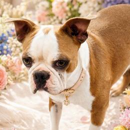 Sunny - Boston Terrier