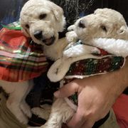 Double Doodle Puppies from Central Valley Cadoodles
