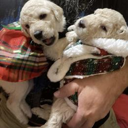 Double Doodle Puppies from Central Valley Cadoodles