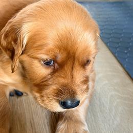 Dark blue - Dark golden male Golden Retriever puppy in Smithfield, Utah from Golden Palms Puppies