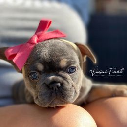 French Bulldog Puppies from Woodlands Frenchies