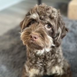 Stella - Cockapoo
