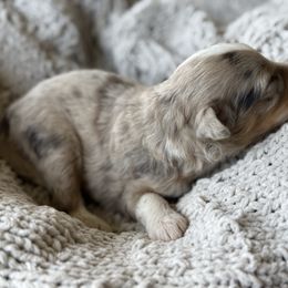 Chestnut 💛 - Red merle male Aussiedoodle puppy in Granbury, Texas from Triple Cross Doodles