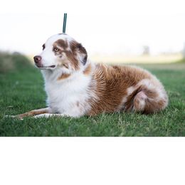 Pieper - Miniature Australian Shepherd