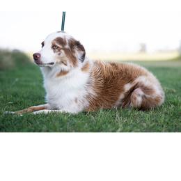 Pieper - Miniature Australian Shepherd