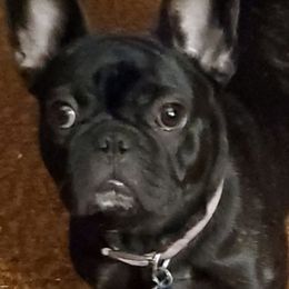 French Bulldogs from Loyal Companion Kennels