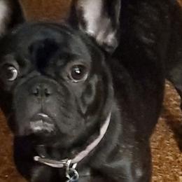 French Bulldogs from Loyal Companion Kennels