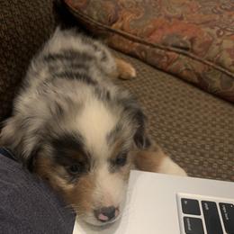 Miniature American Shepherd Puppies from AKC Emerald Minis