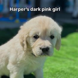 Girl 3 - Light golden female Golden Retriever puppy in Orland, California from Brownfield’s English Cream Golden Retrievers