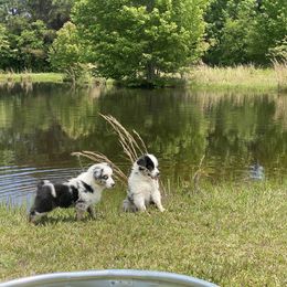 Miniature Australian Shepherd Puppies from Circle D Miniature Australian Shepherds