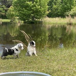 Miniature Australian Shepherd Puppies from Circle D Miniature Australian Shepherds