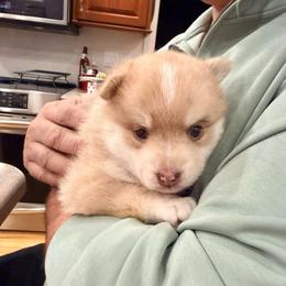 Eleanor - Merle female Pomsky puppy in Doon, Iowa from Luxury Pomsky