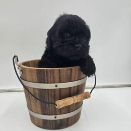 Winston - Black male Cockapoo puppy in Annapolis, Delaware from Teddy Bear Cockapoos