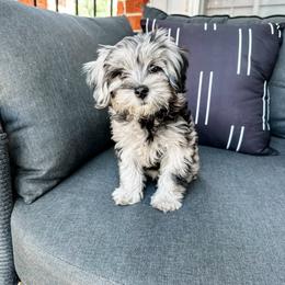 Australian Labradoodle, Bernedoodle, and Cavapoo Puppies from Doodles of Oz