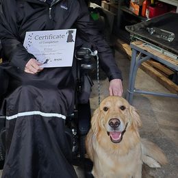 Riley - Golden Retriever