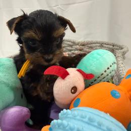 Light green collar - Black and tan male Yorkshire Terrier puppy in Chesapeake, Virginia from Your Key Breeder