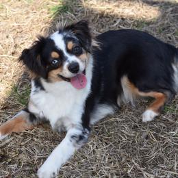 Wendy - Miniature American Shepherd