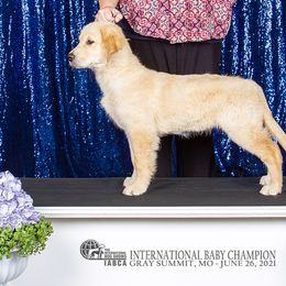 Golden Retrievers from LHA Golden Retrievers