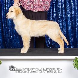 Golden Retrievers from LHA Golden Retrievers
