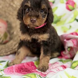 Akc Prancer - Phantom female Poodle puppy in Grinnell, Iowa from Rural Iowa Aussies & Doodles