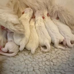 Boy 3 - White male Japanese Spitz puppy in Sebastopol, California from IMag Japanese Spitz