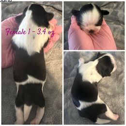 Female 1 - Black and white Shih Tzu puppy in Ohio from Kara’s Shih Tzu Kuties