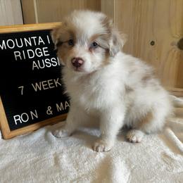Ash - Red merle female Australian Shepherd puppy in Murrayville, Georgia from Mountain Ridge Aussies