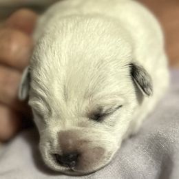 Red Girl - Red speckled Australian Cattle Dog puppy in Menifee, California from CLS Australian Cattle Dogs