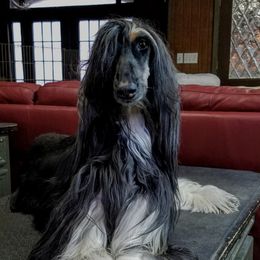 Afghan Hounds from Mozart Afghan Hounds