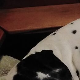 Dalmatian Puppies from Antietam Dalmatians