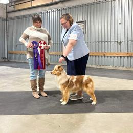 Juju - Australian Shepherd